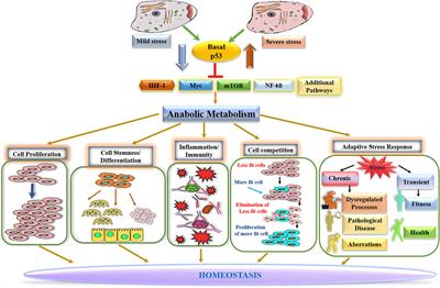 The Basally Expressed p53-Mediated Homeostatic Function